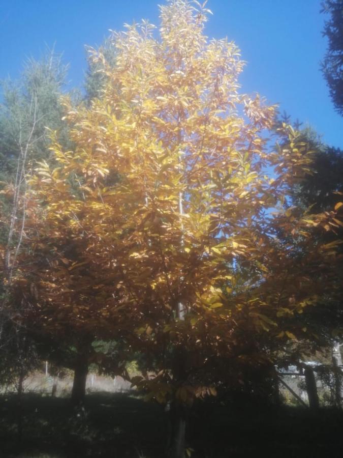 Cabaña para 3 en Melipeuco cerca del Parque Nacional Conguillio Bagian luar foto