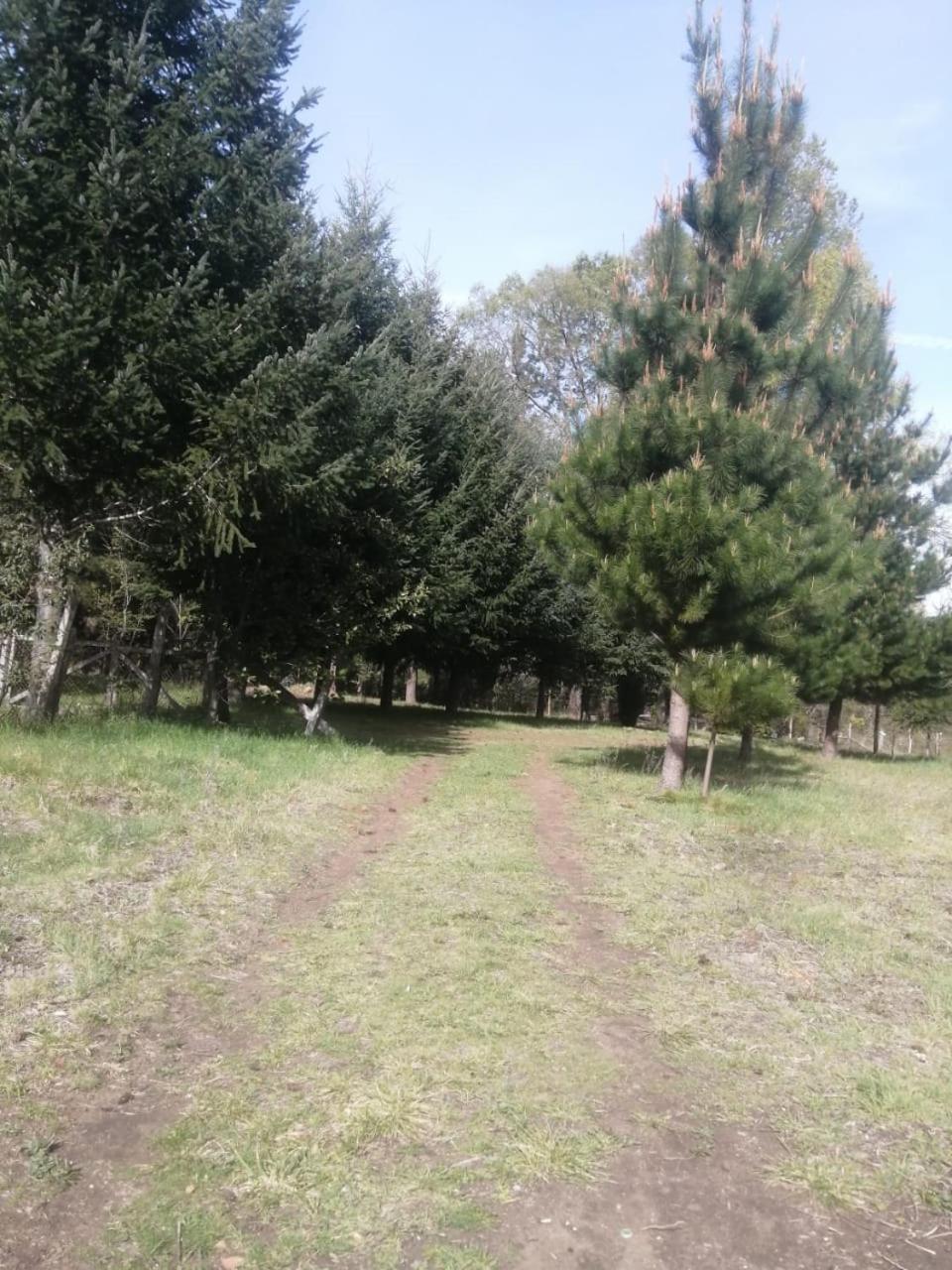 Cabaña para 3 en Melipeuco cerca del Parque Nacional Conguillio Bagian luar foto