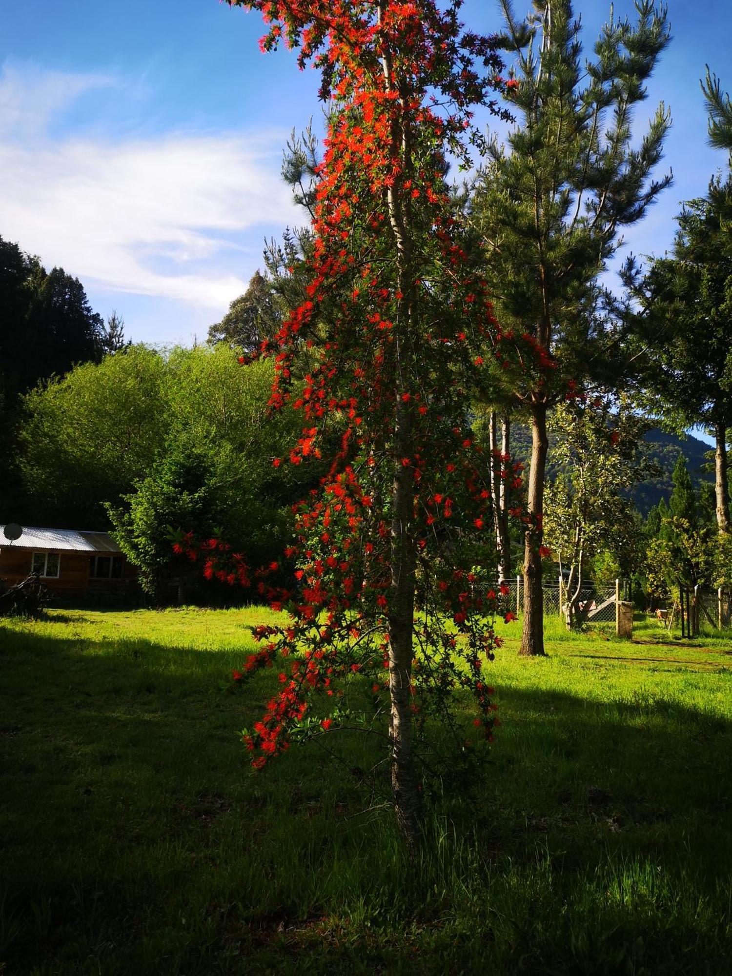 Cabaña para 3 en Melipeuco cerca del Parque Nacional Conguillio Bagian luar foto